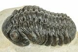 Morocops Trilobite - Visible Eye Facets #251023-1